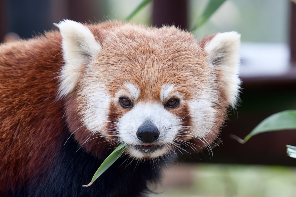 Red Panda