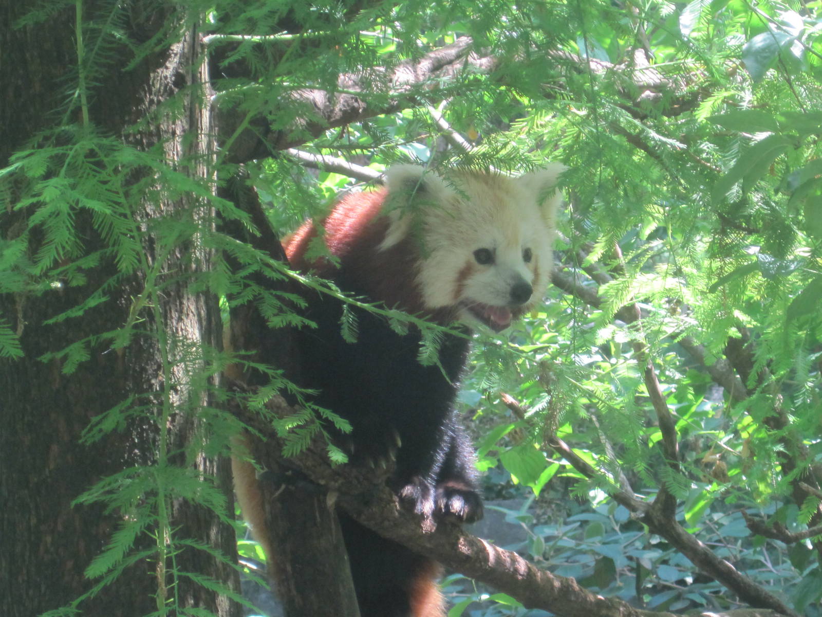 Red Panda