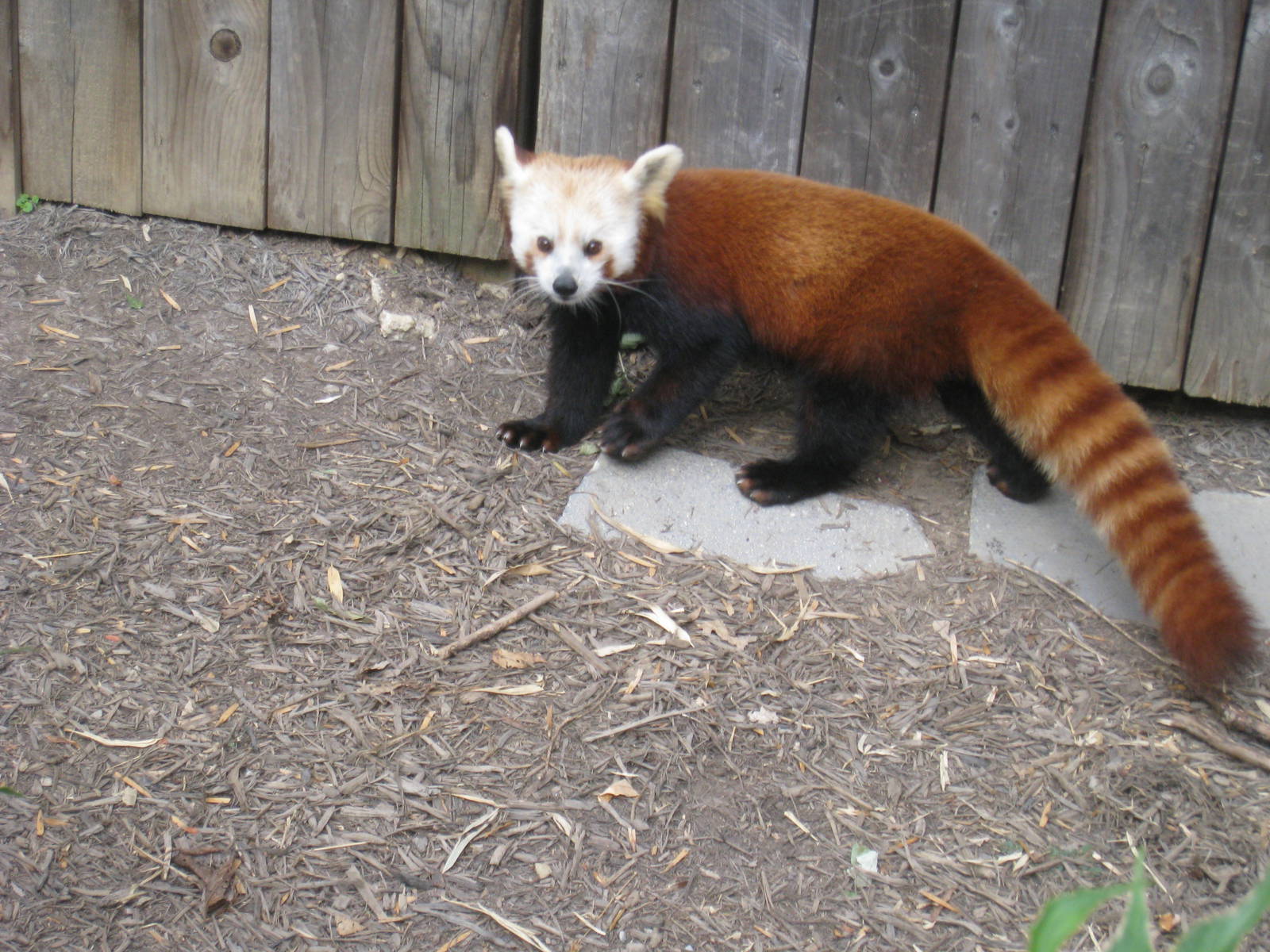 Red Panda