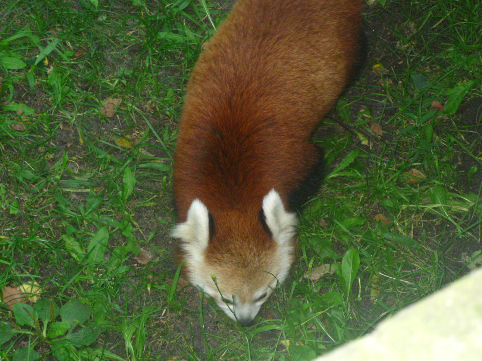 Red Panda