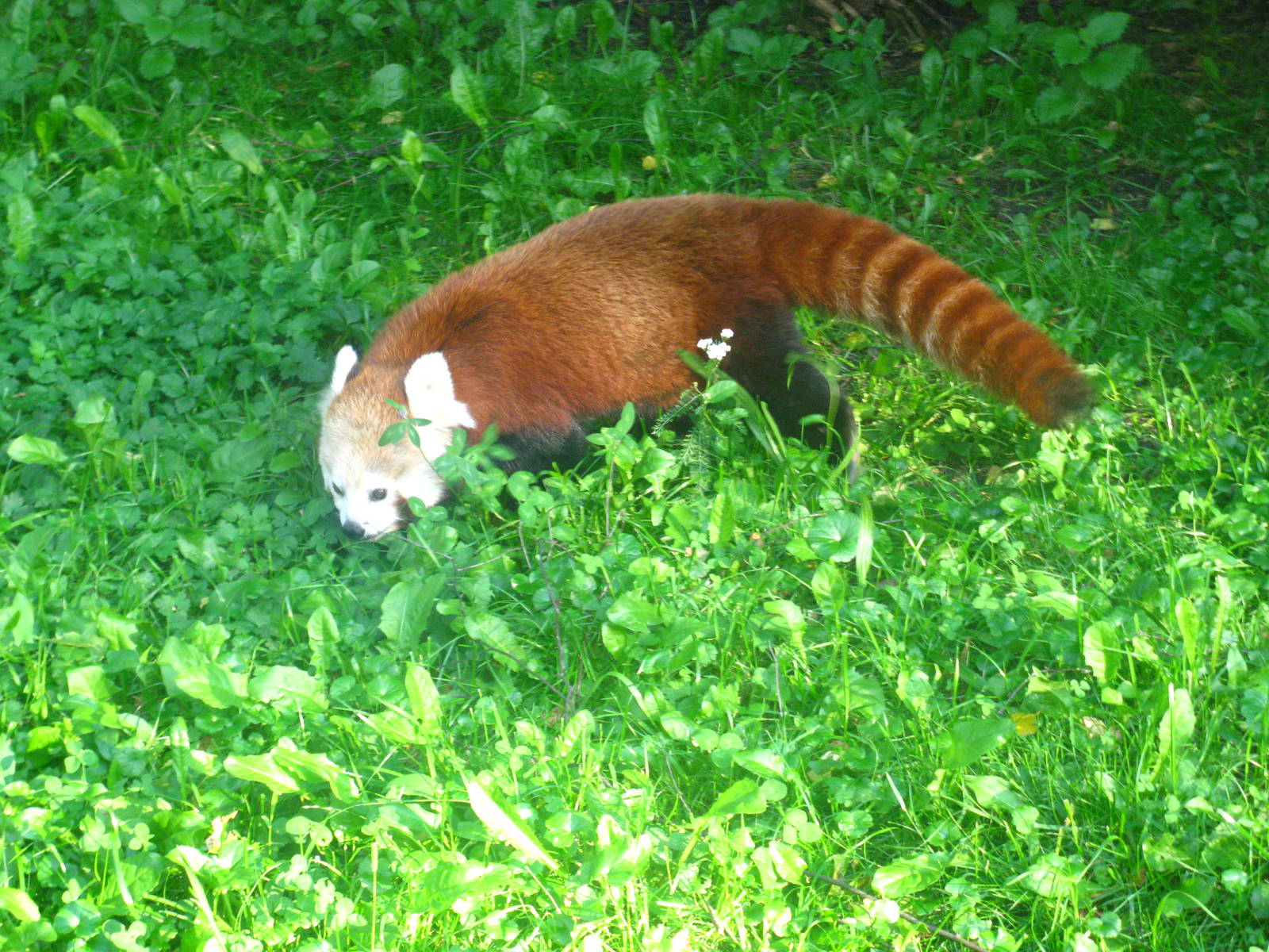 Red Panda