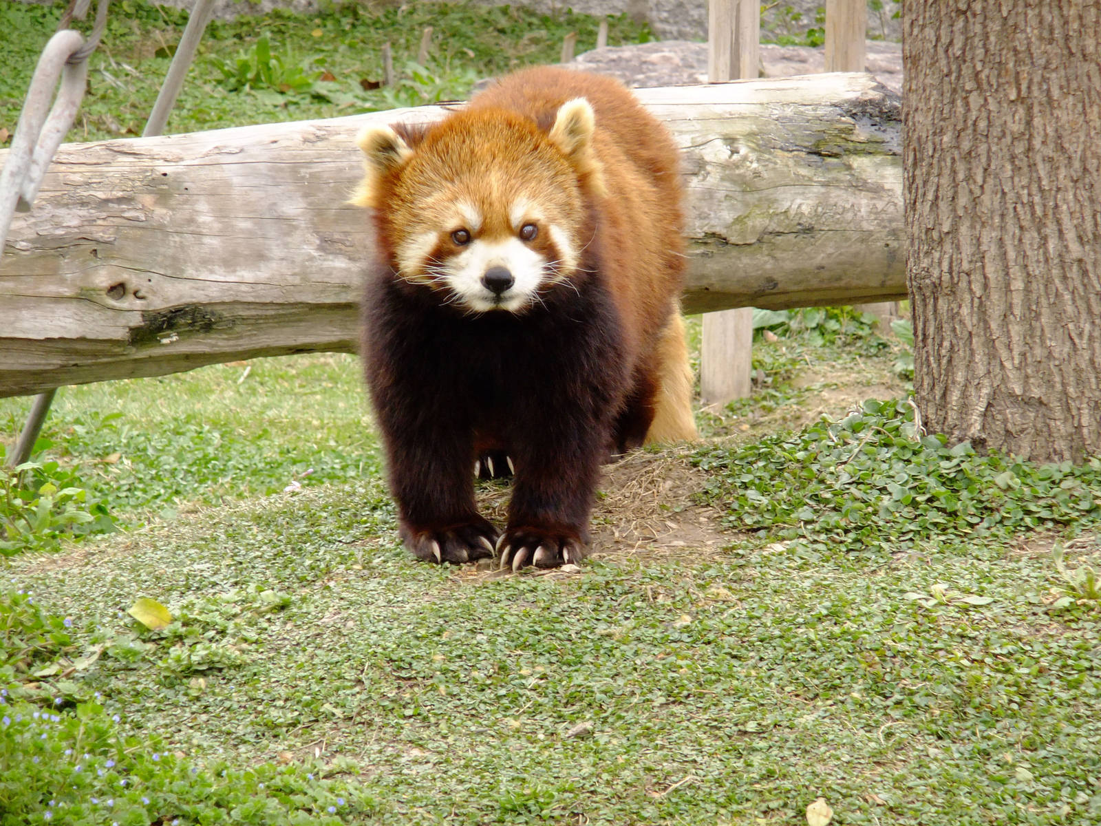 Red Panda