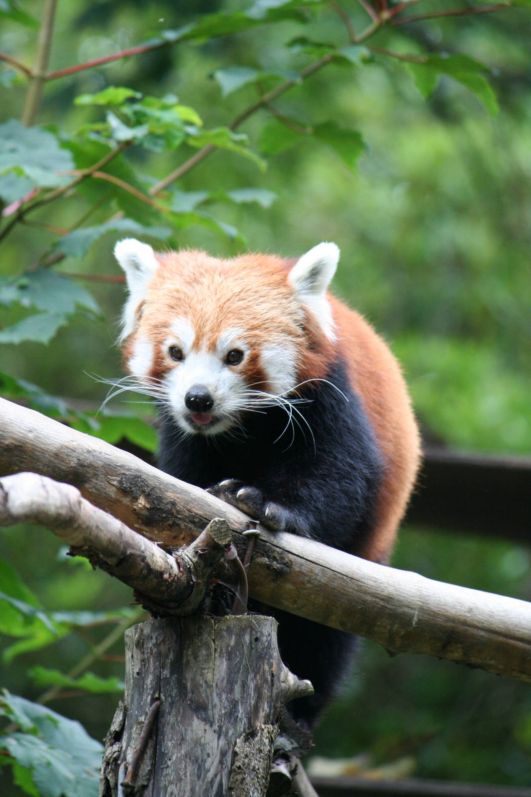 Red panda
