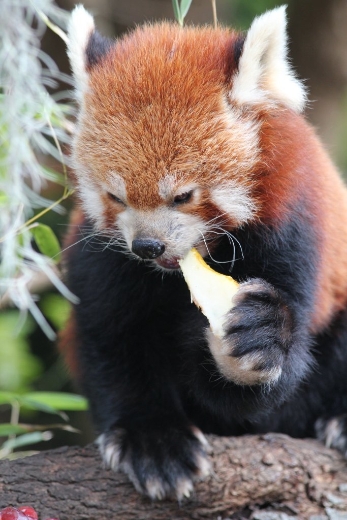 Red Panda