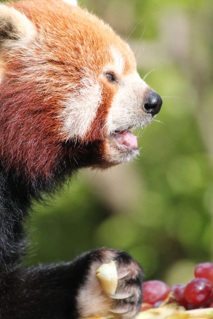 Red Panda