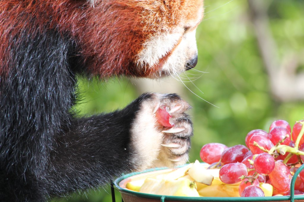 Red Panda