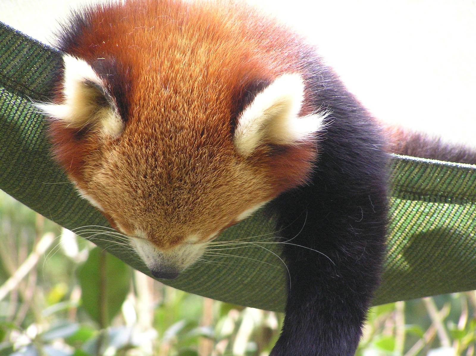 Red panda