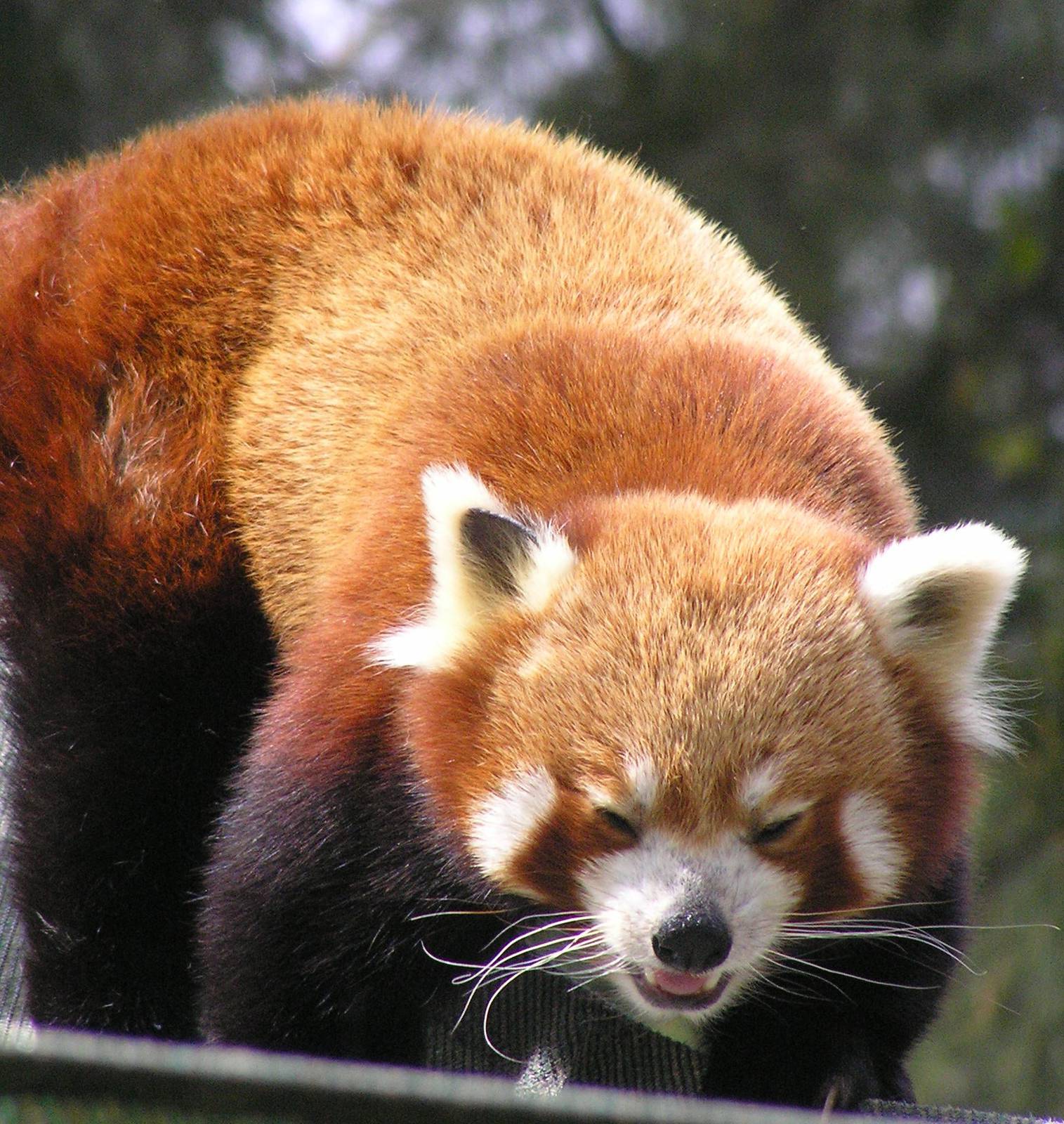 Red panda