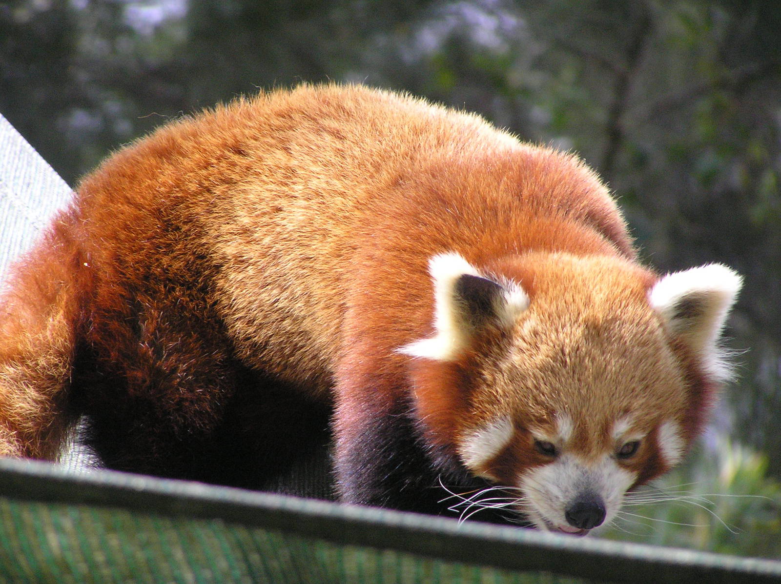 Red panda