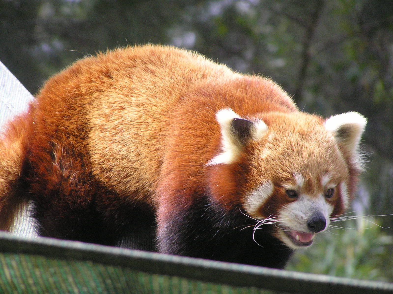 Red panda