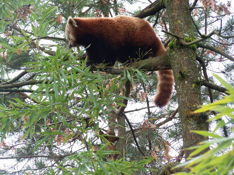 red panda