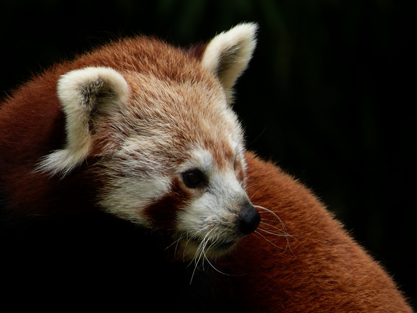 Red panda
