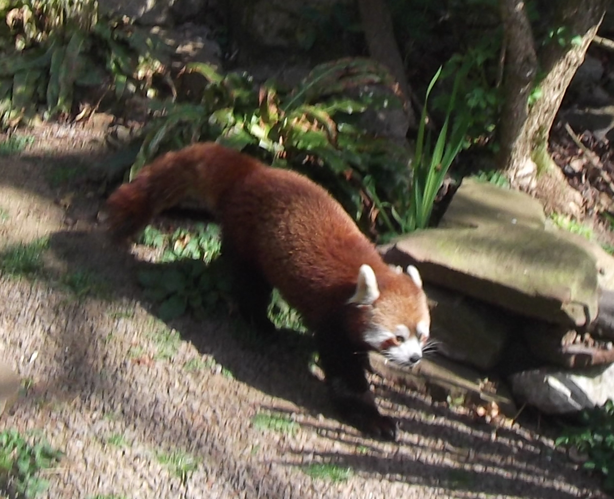 Red Panda