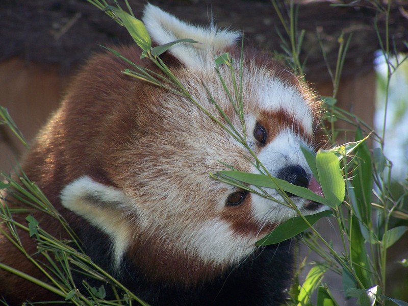 Red panda