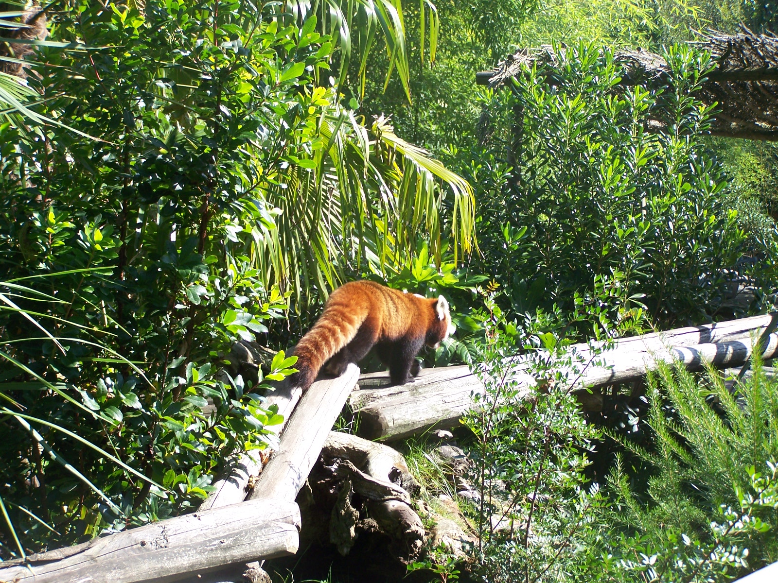 Red panda