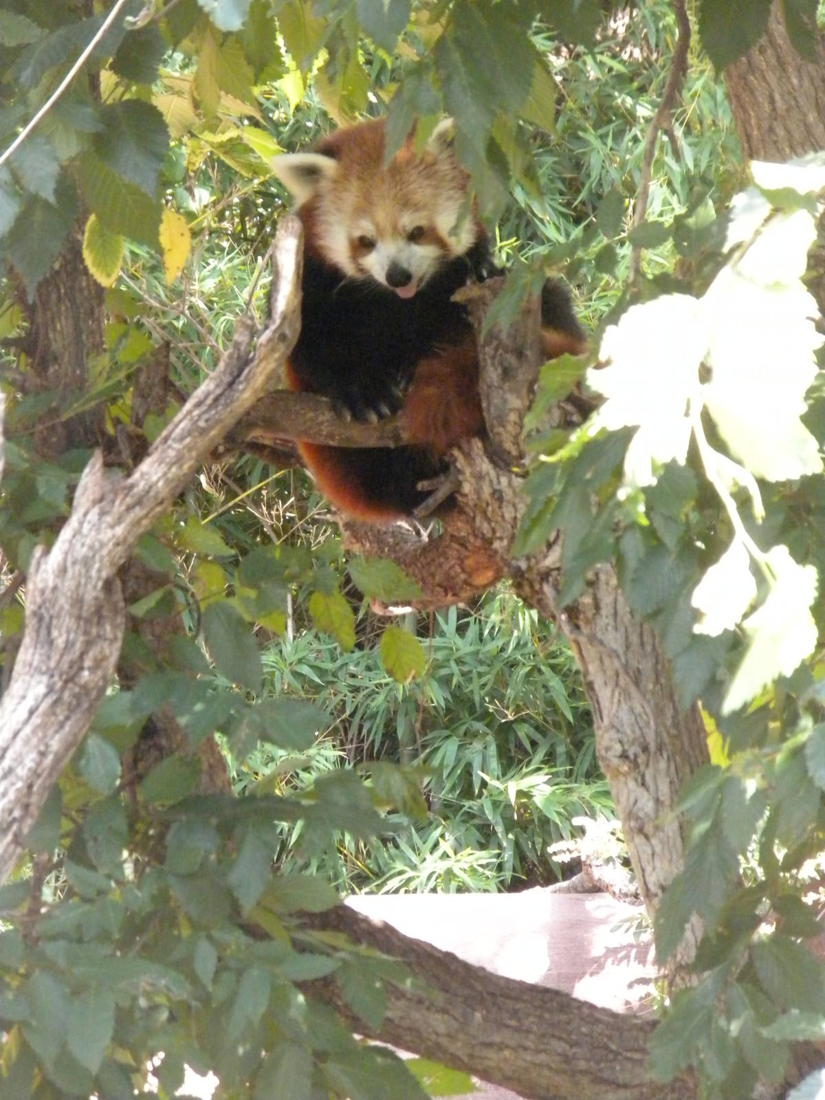 Red Panda