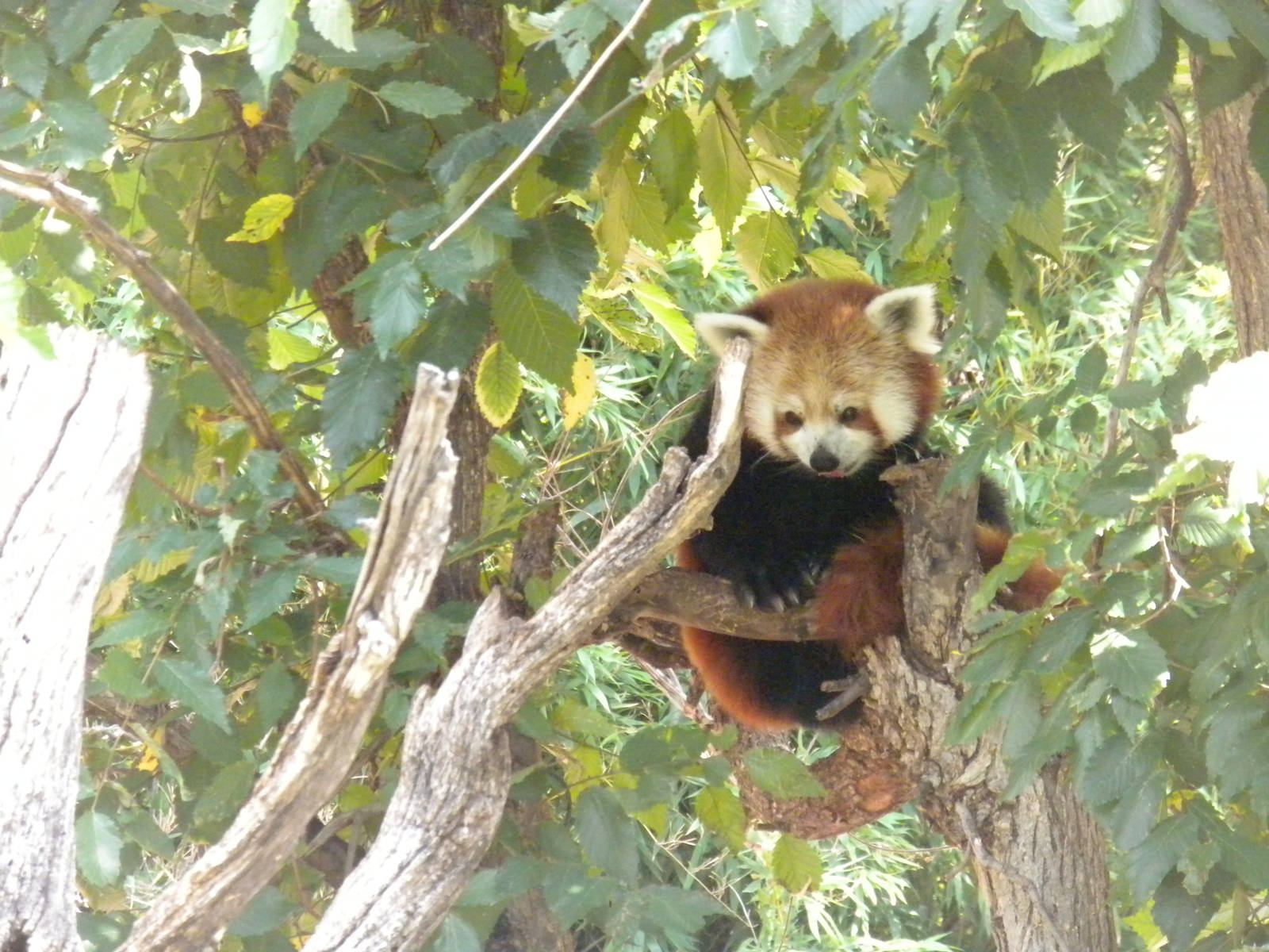 Red Panda