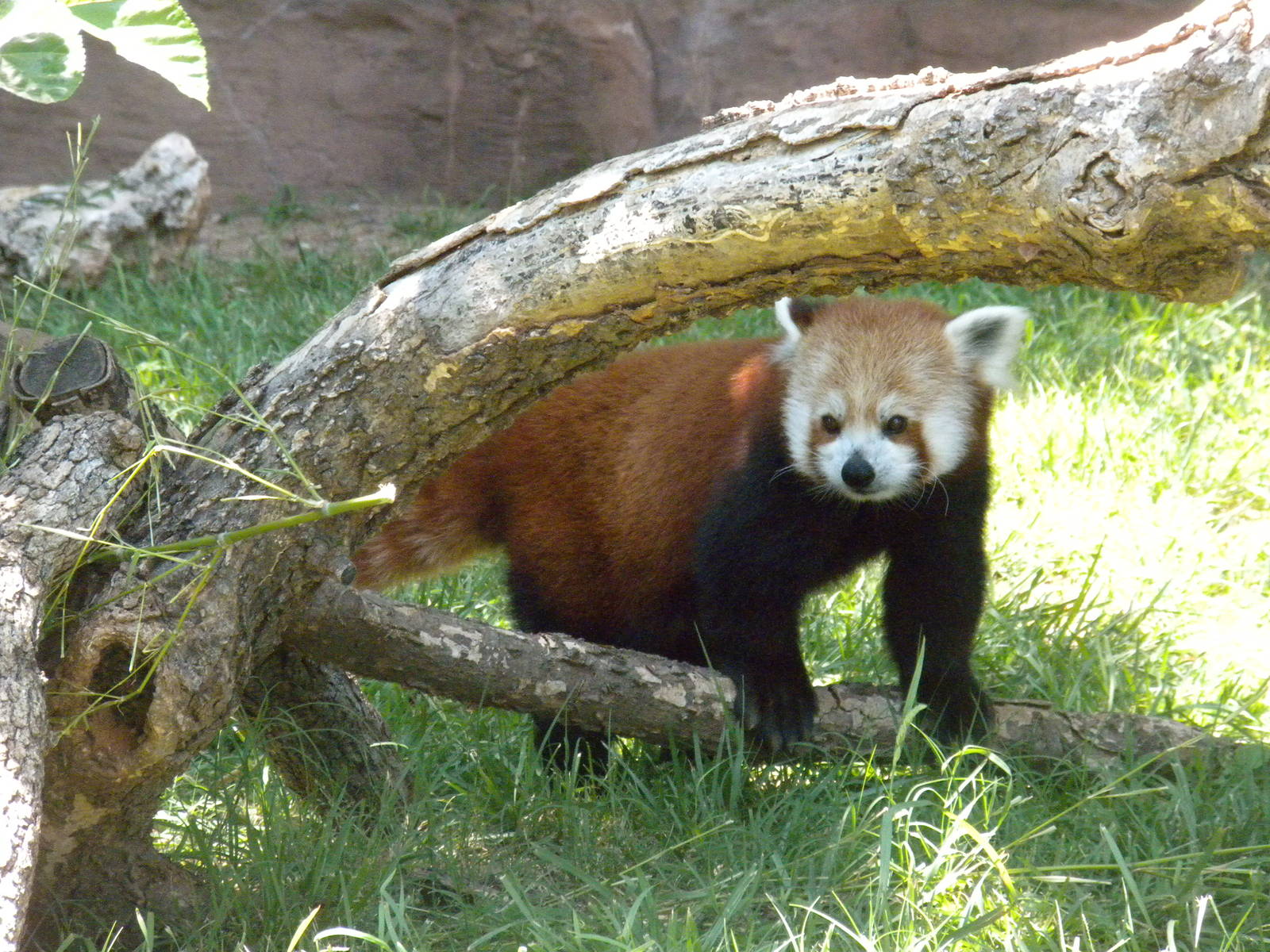 Red Panda