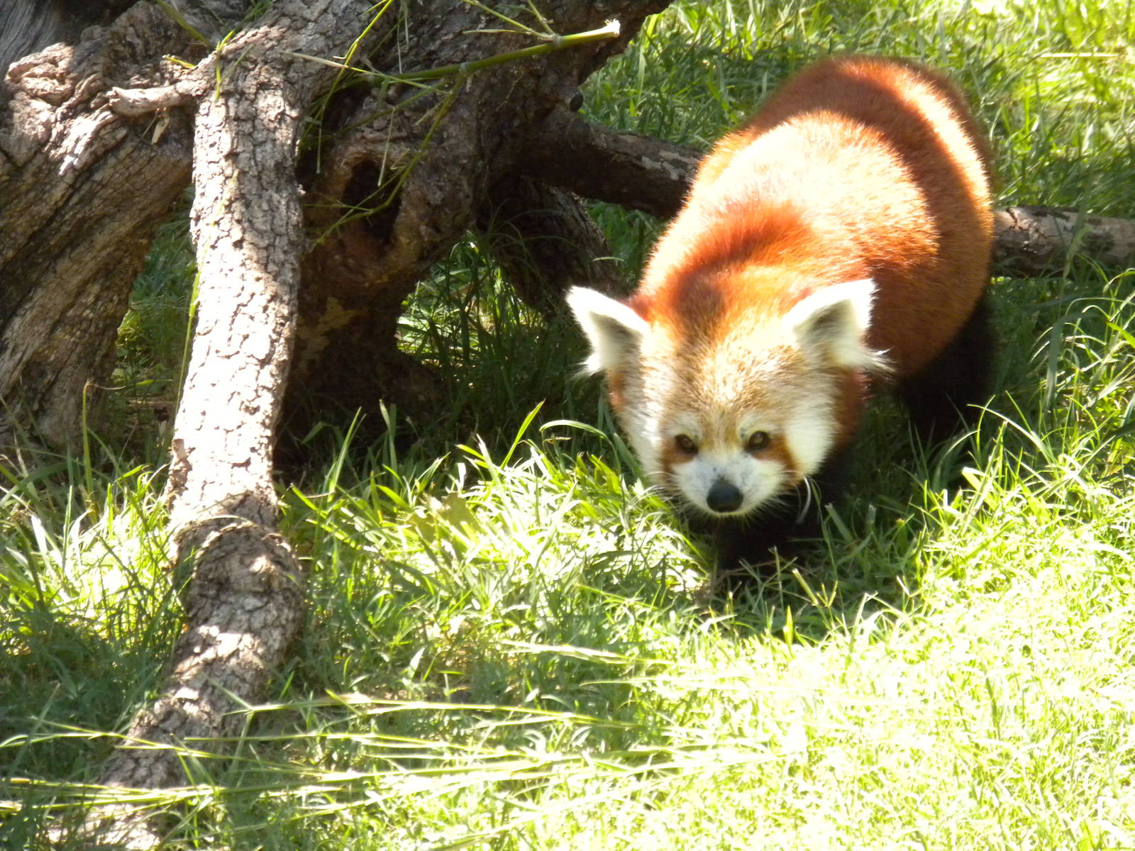 Red Panda