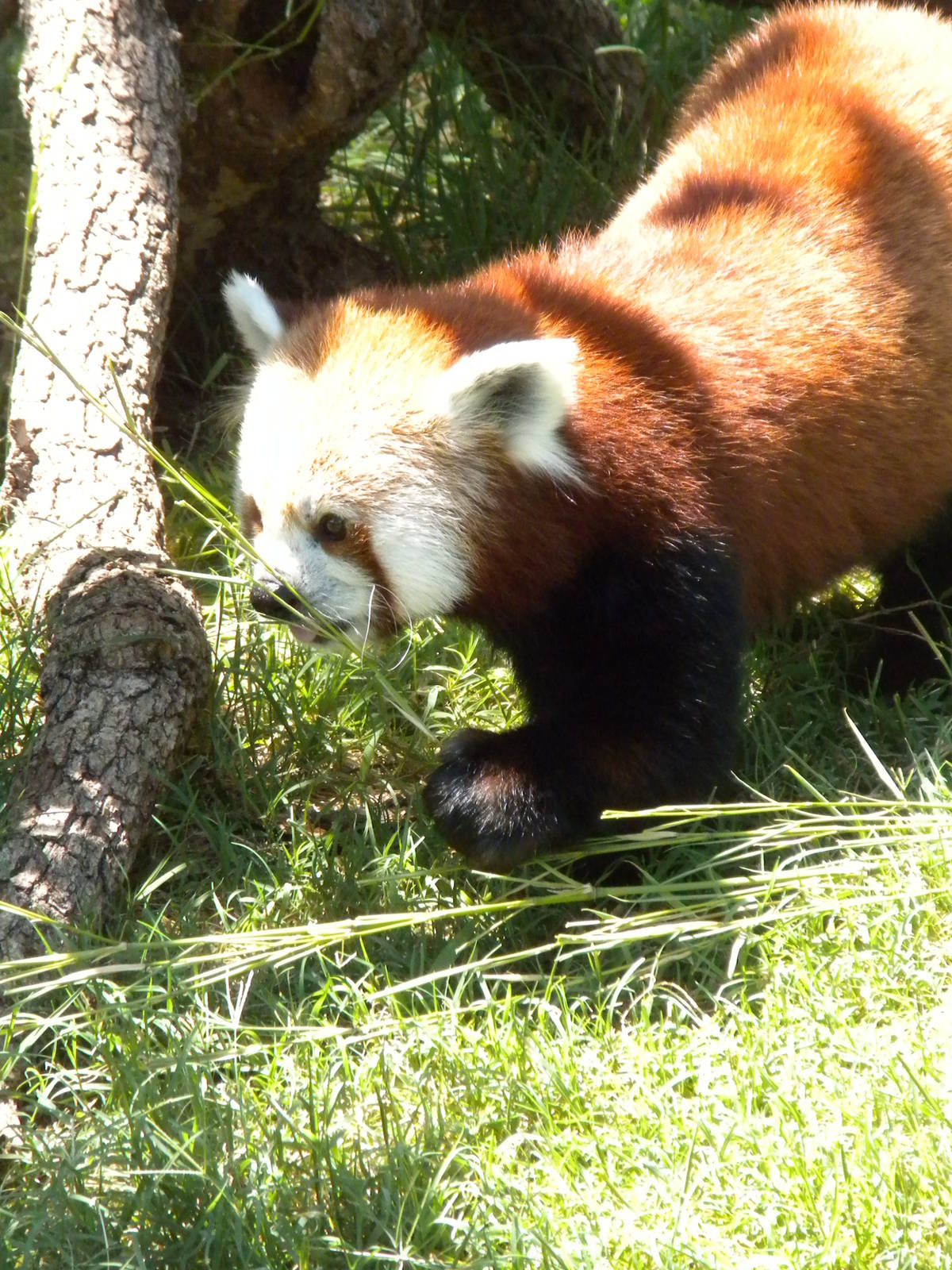 Red Panda