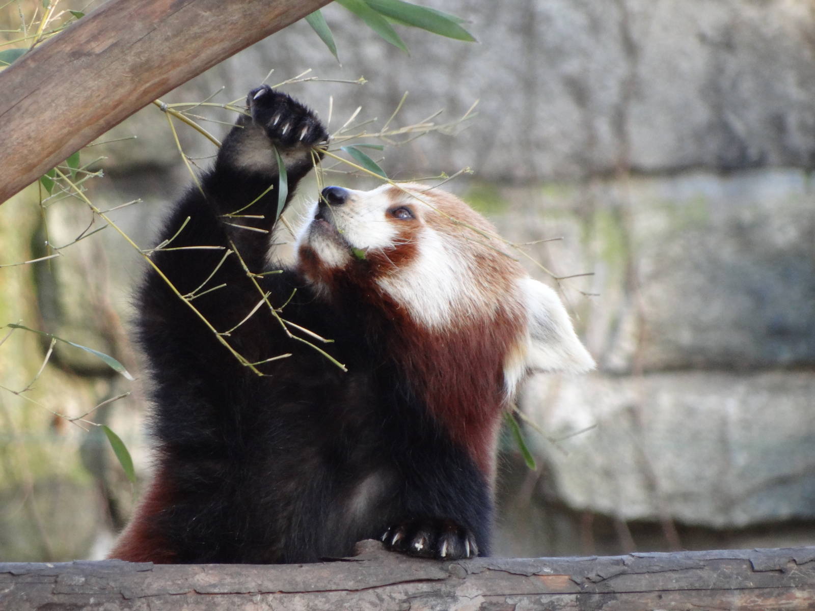 Red panda