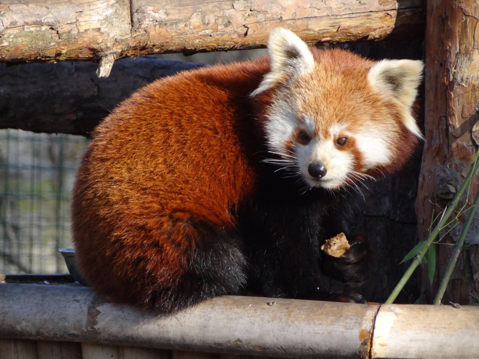 Red panda
