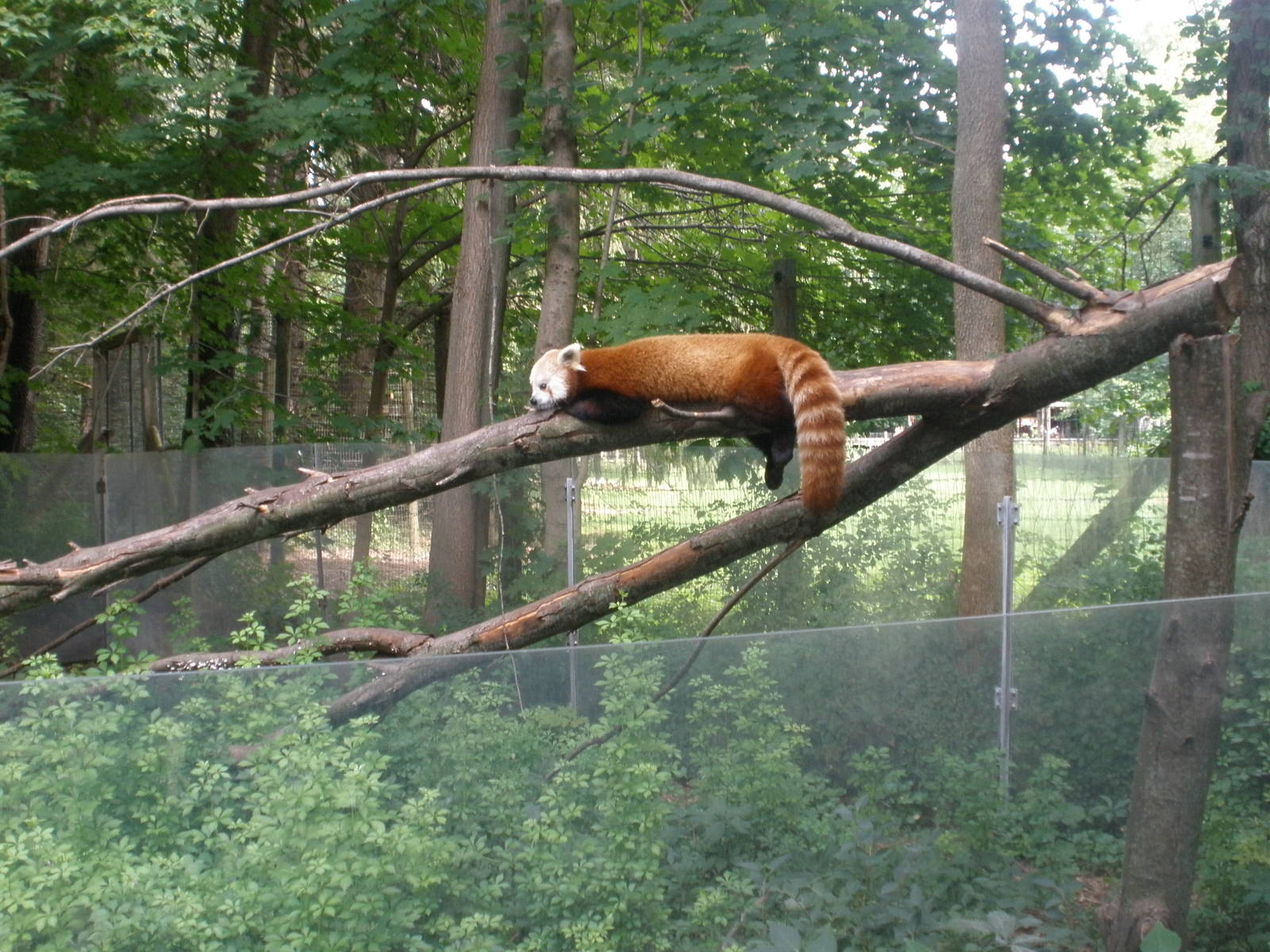red panda