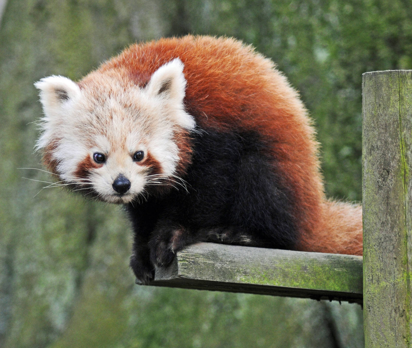 Red Panda