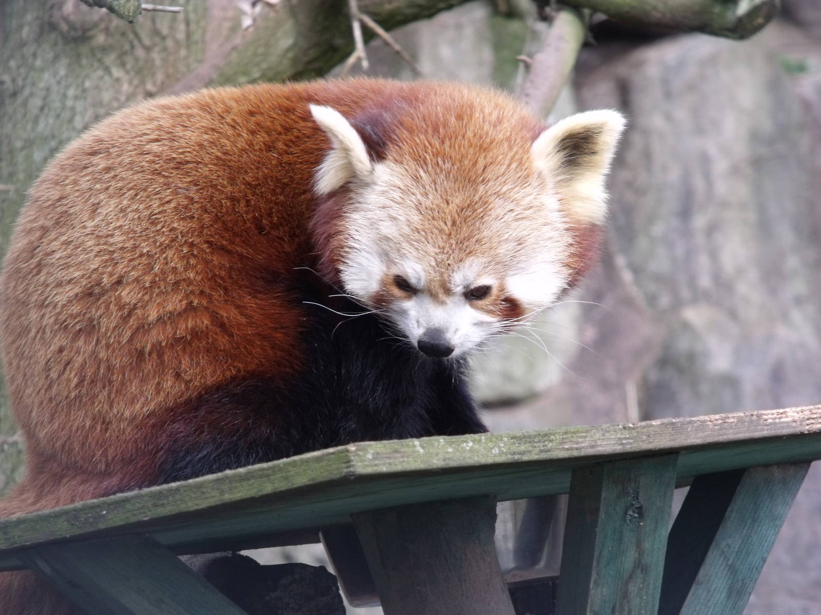 Red Panda