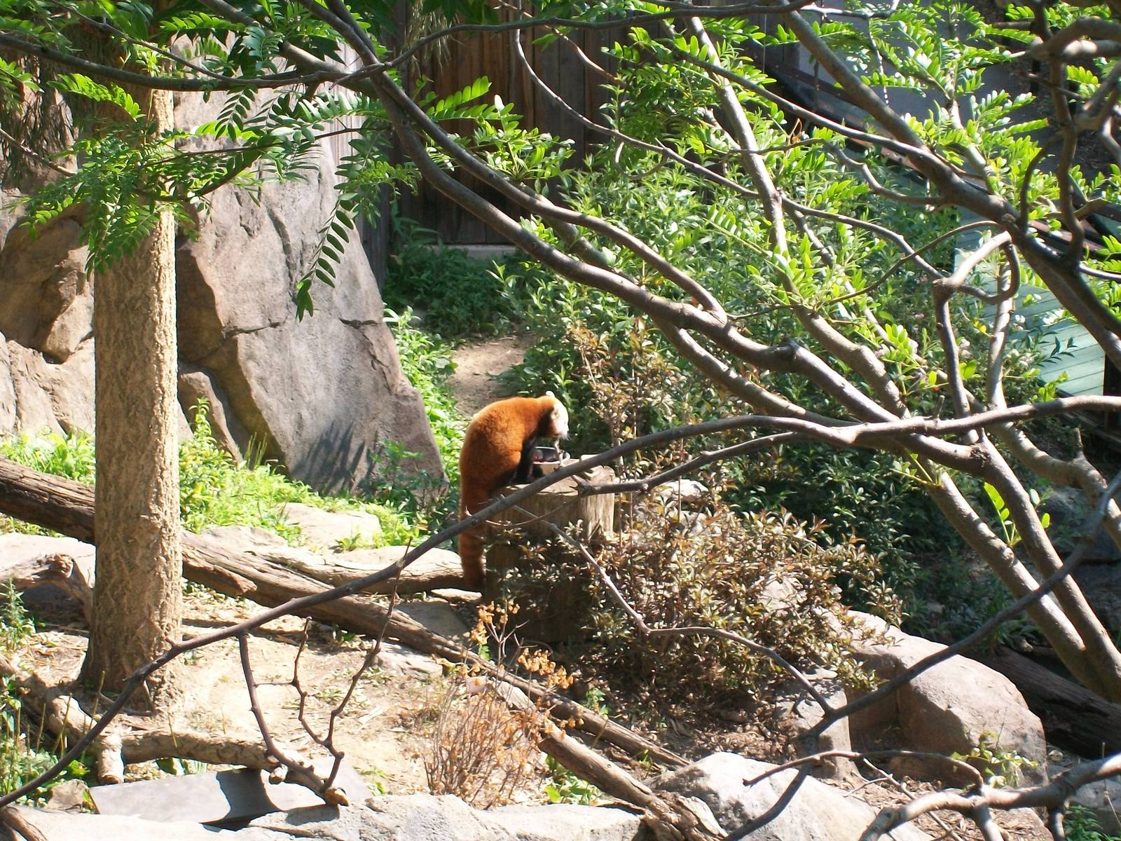 Red Panda