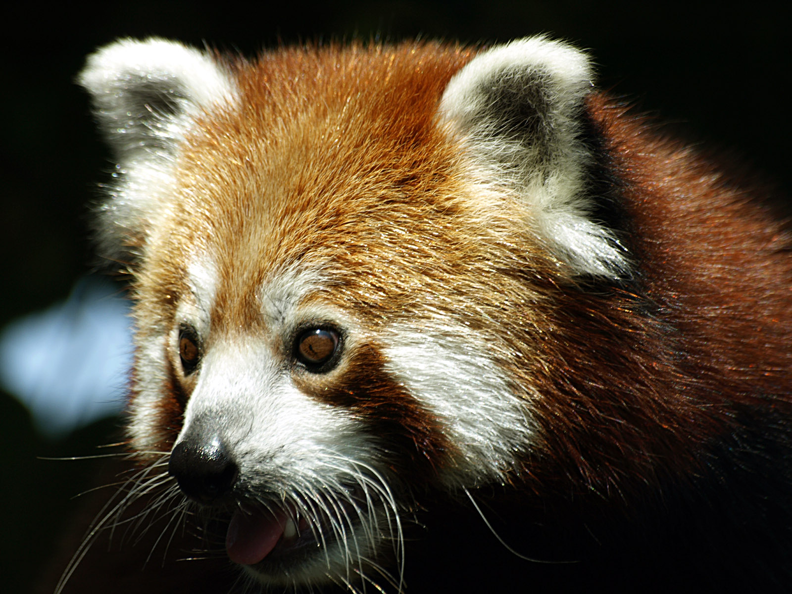 Red panda