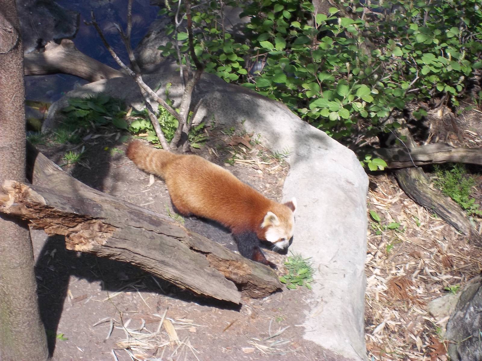 Red Panda