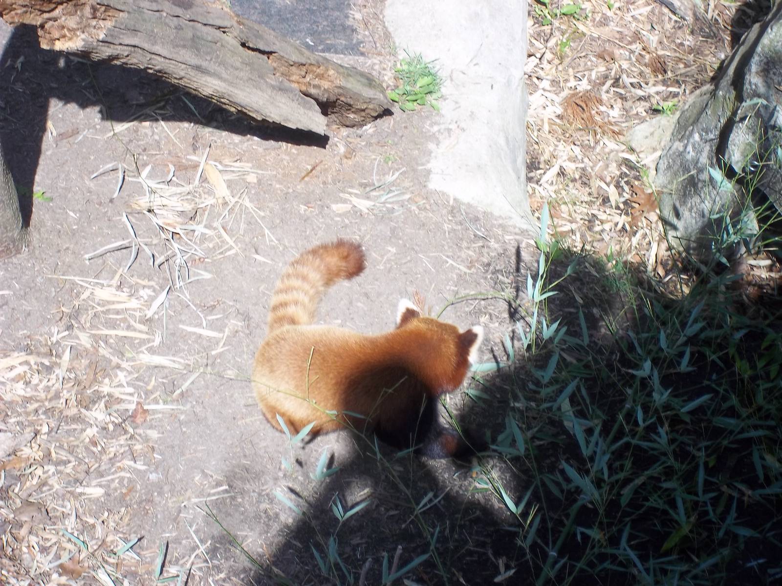 Red Panda