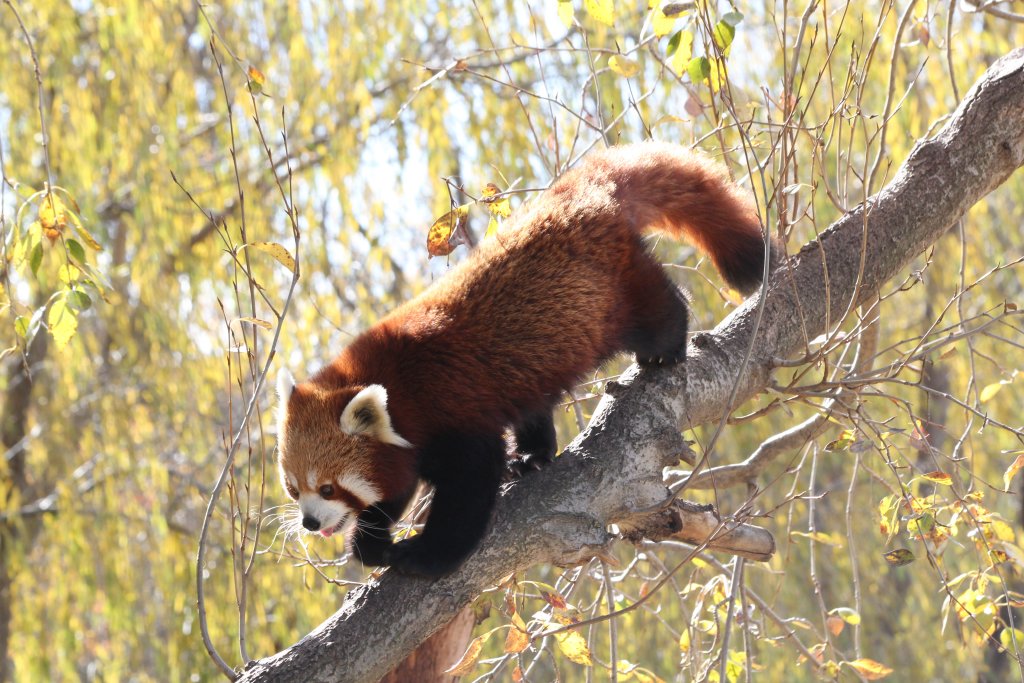 Red Panda