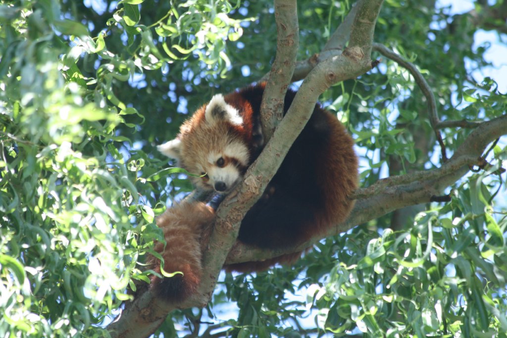 Red Panda