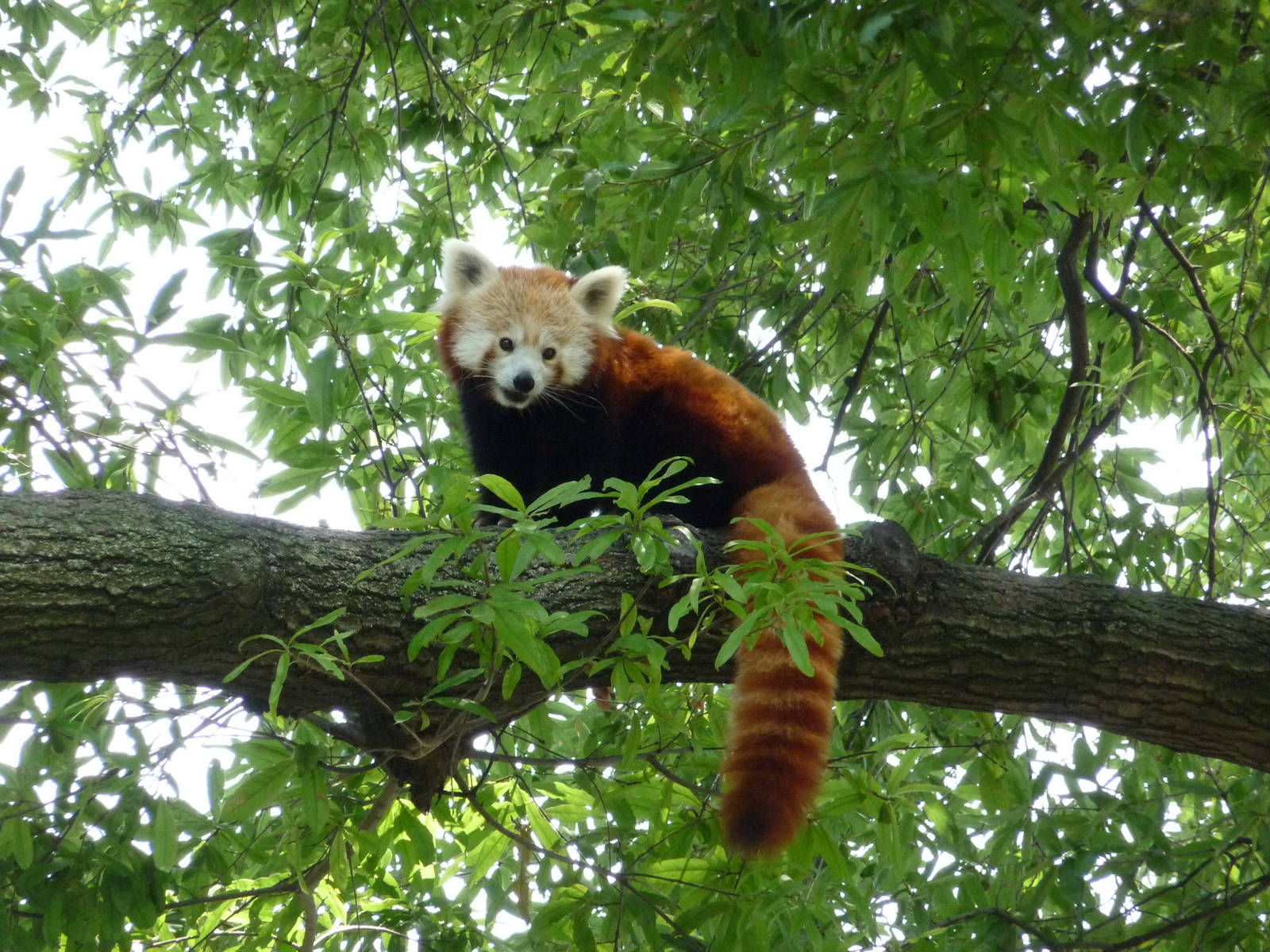 Red Panda
