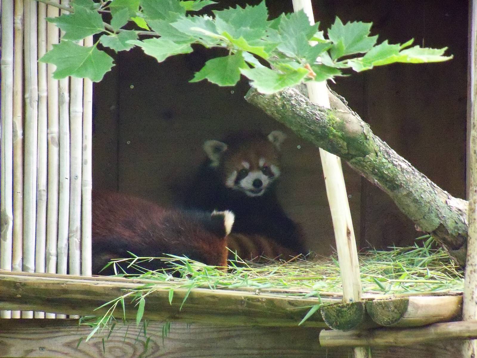 Red Panda