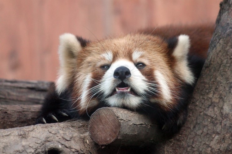 Red Panda