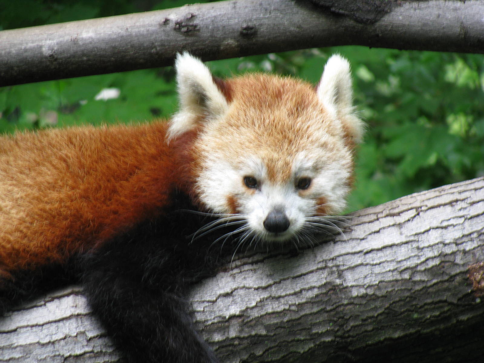 Red Panda