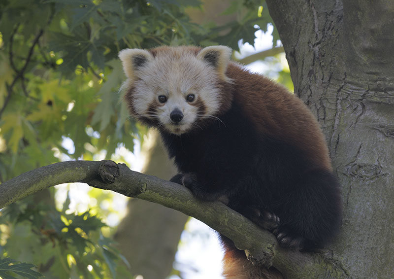 Red panda