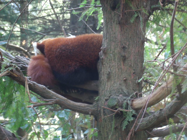 Red Panda