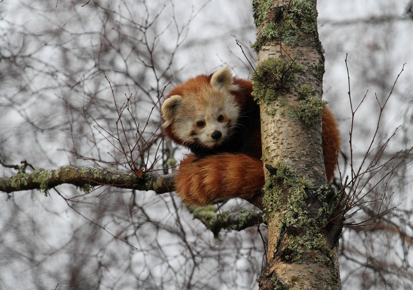 Red Panda