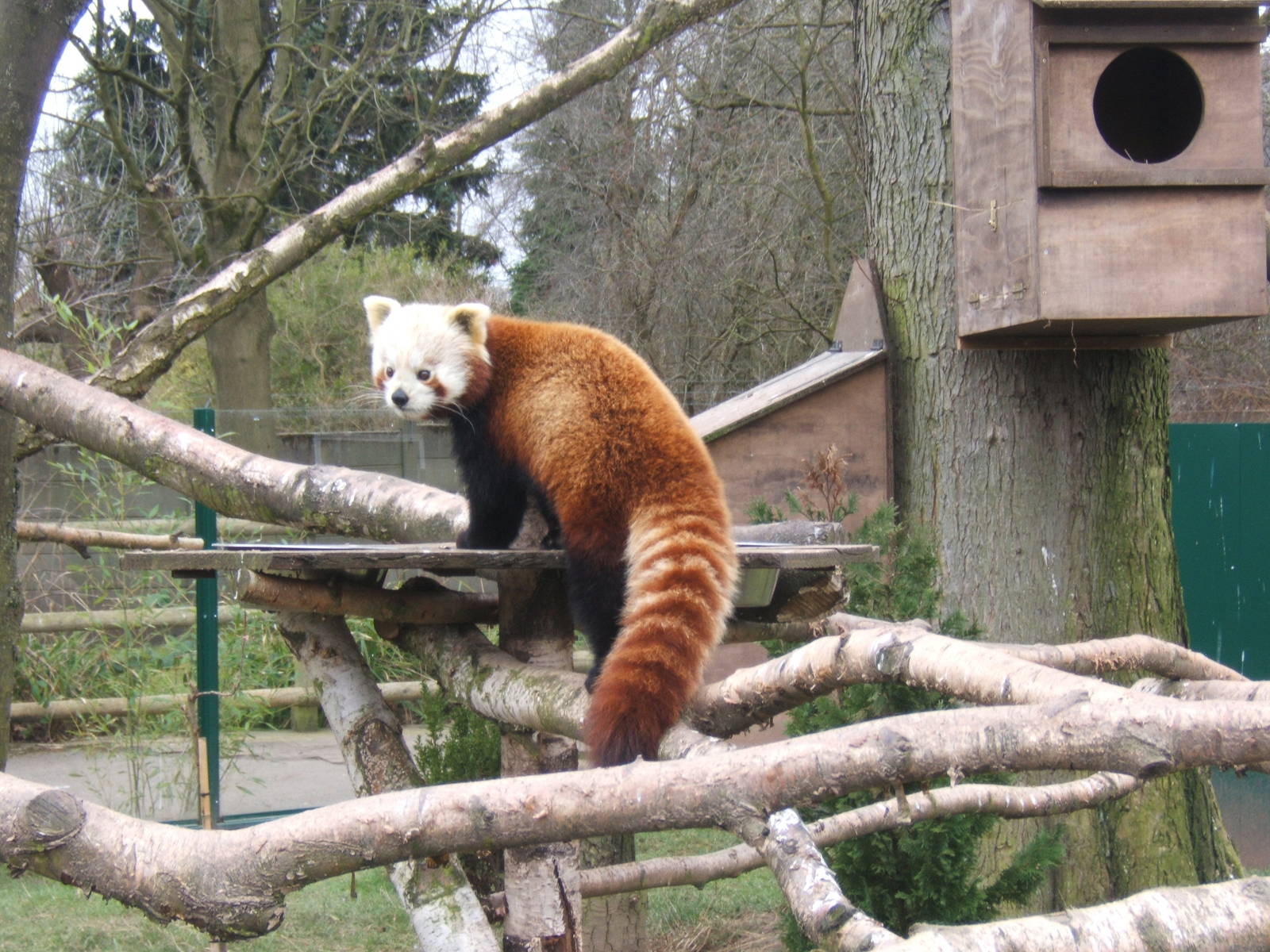 Red Panda