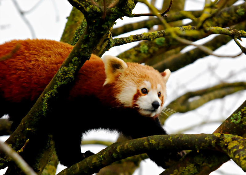 Red Panda