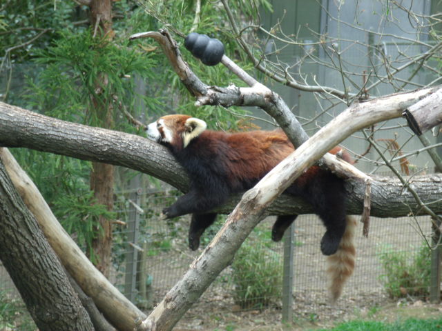 Red Panda