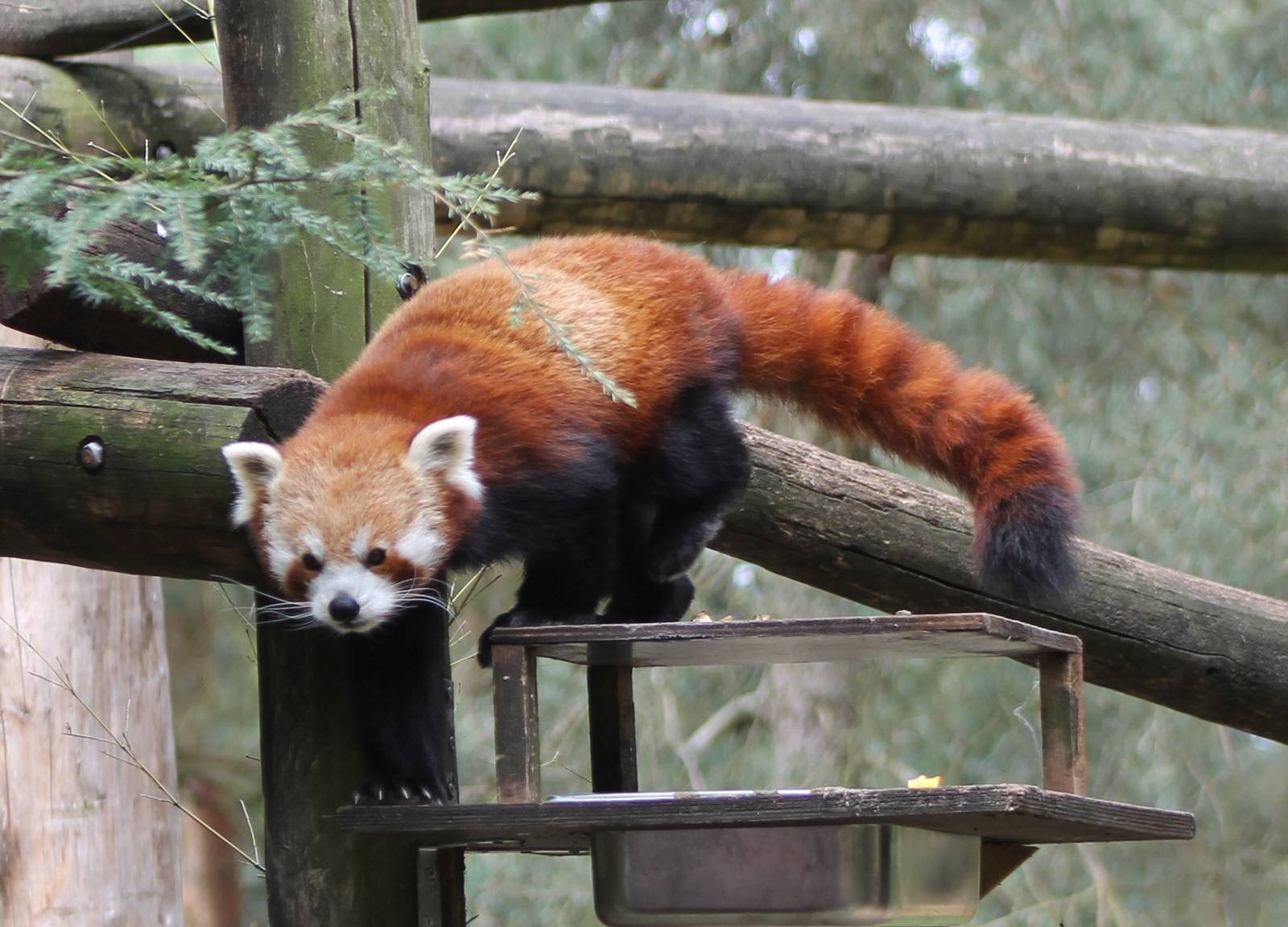 Red panda