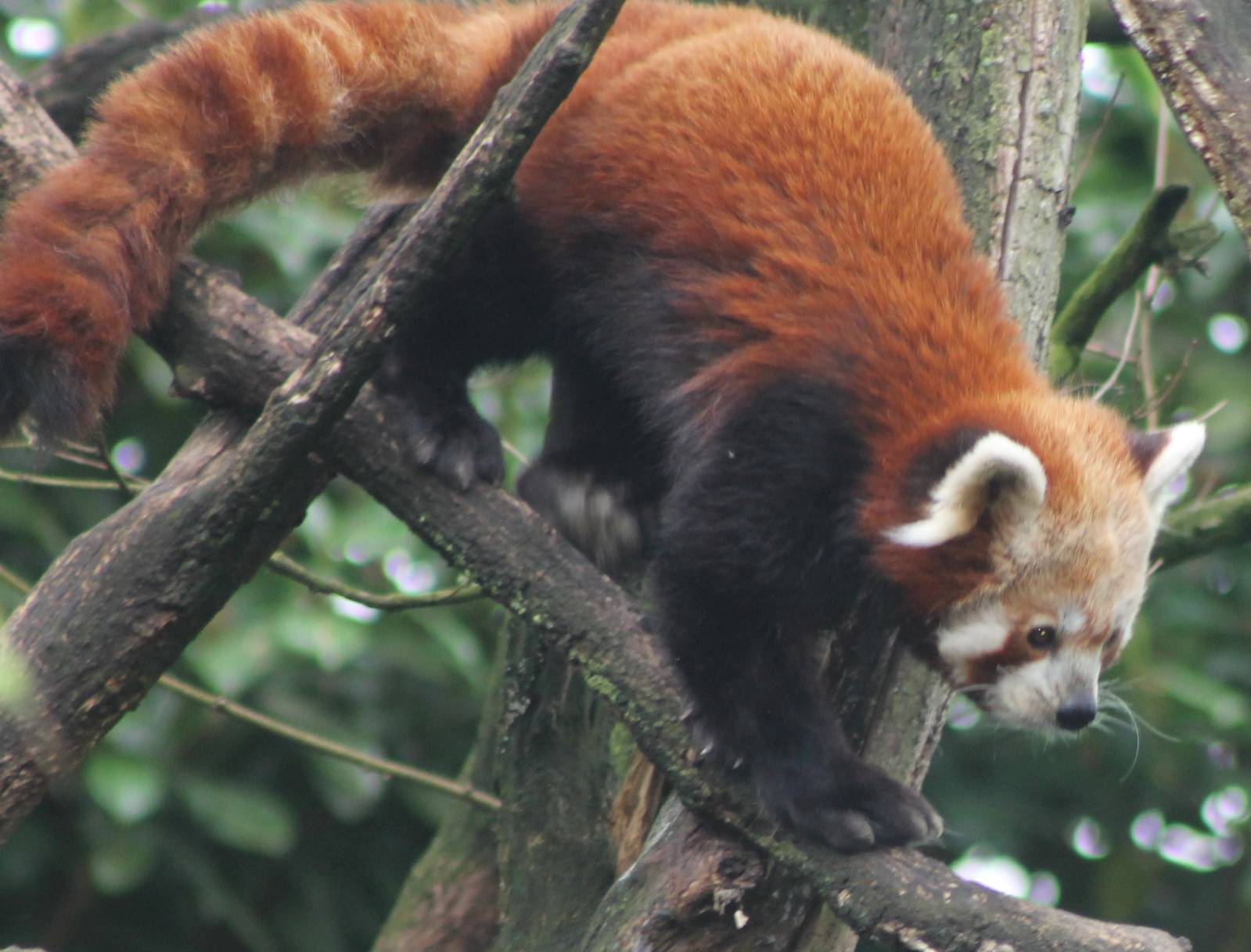 Red panda