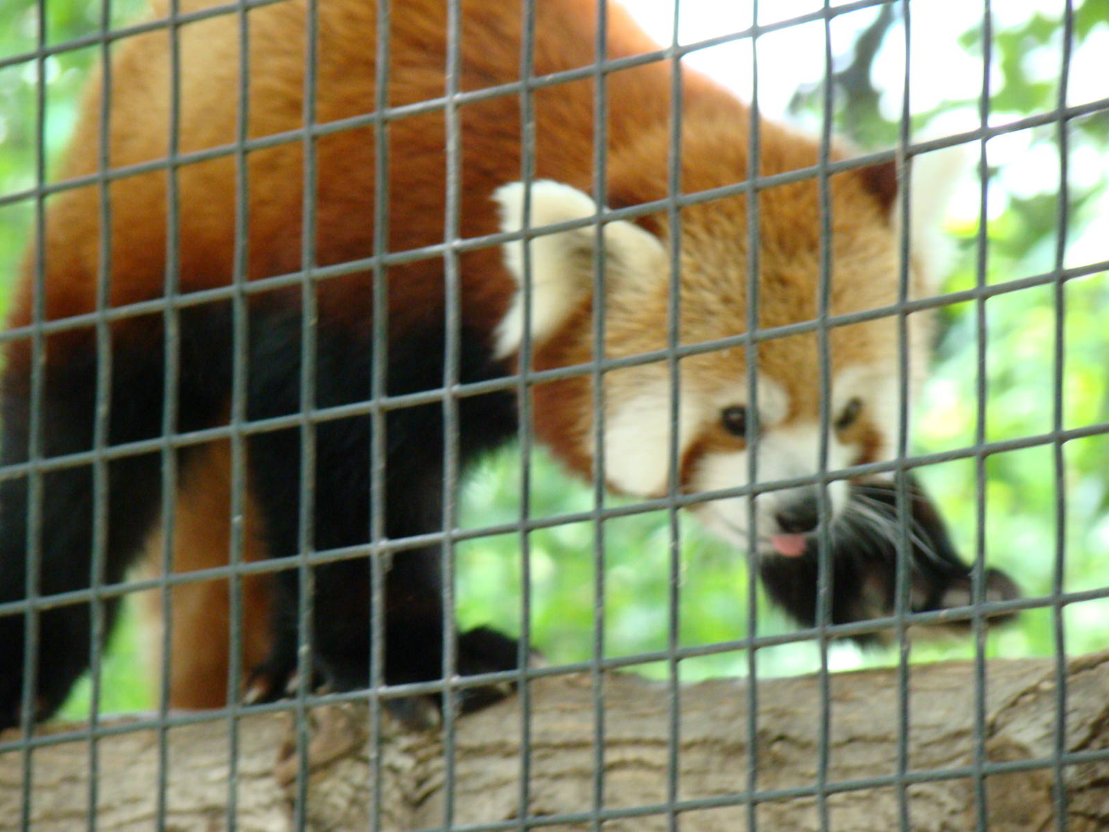 Red panda