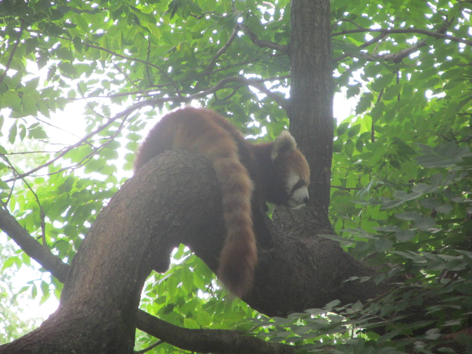 Red Panda
