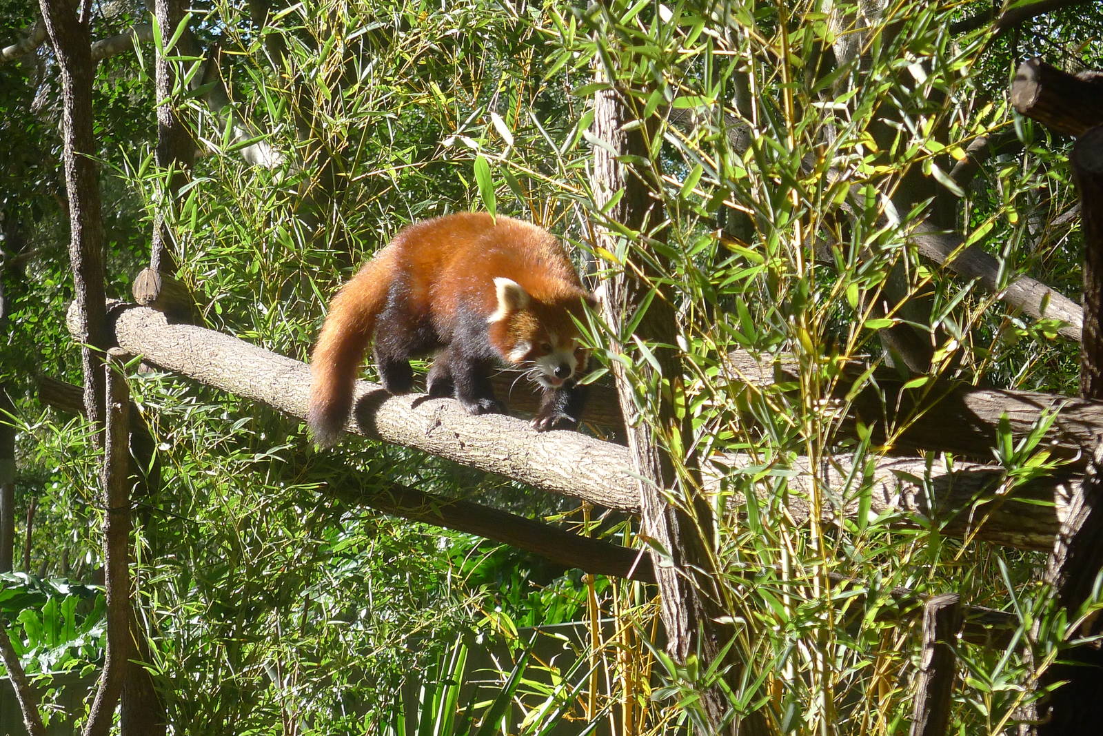 Red Panda